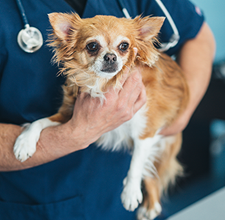 chihuahua being held by vet