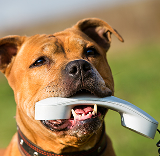 a dog with a phone receiver in their mouth