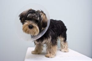 Why spay and neuter is important in Cooper City, FL