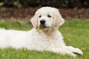 Why do dogs eat grass in Cooper City, FL