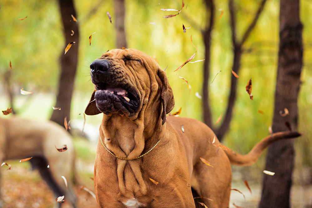Reverse sneezing in dogs in Cooper City, FL