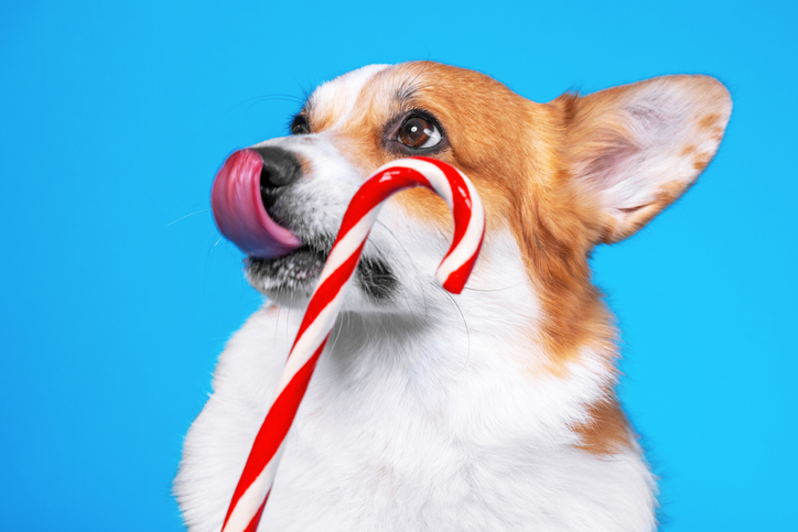 Can dogs eat candy canes in Cooper City, FL