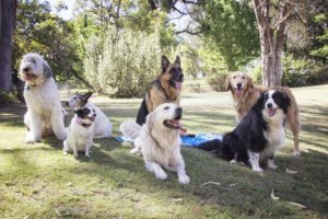 5 ways to socialize a dog cooper city fl
