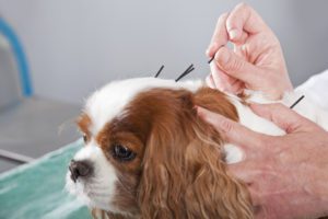 Dog Acupuncture in Cooper City, FL