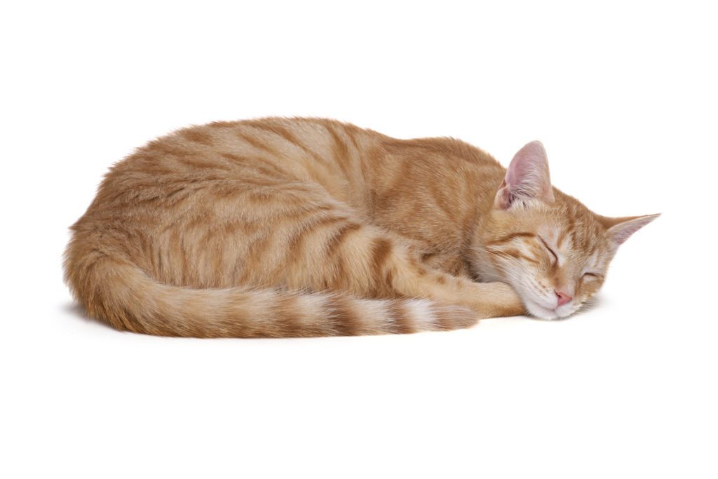 Why do Cats Curl in a Ball When They Sleep in Cooper City, FL