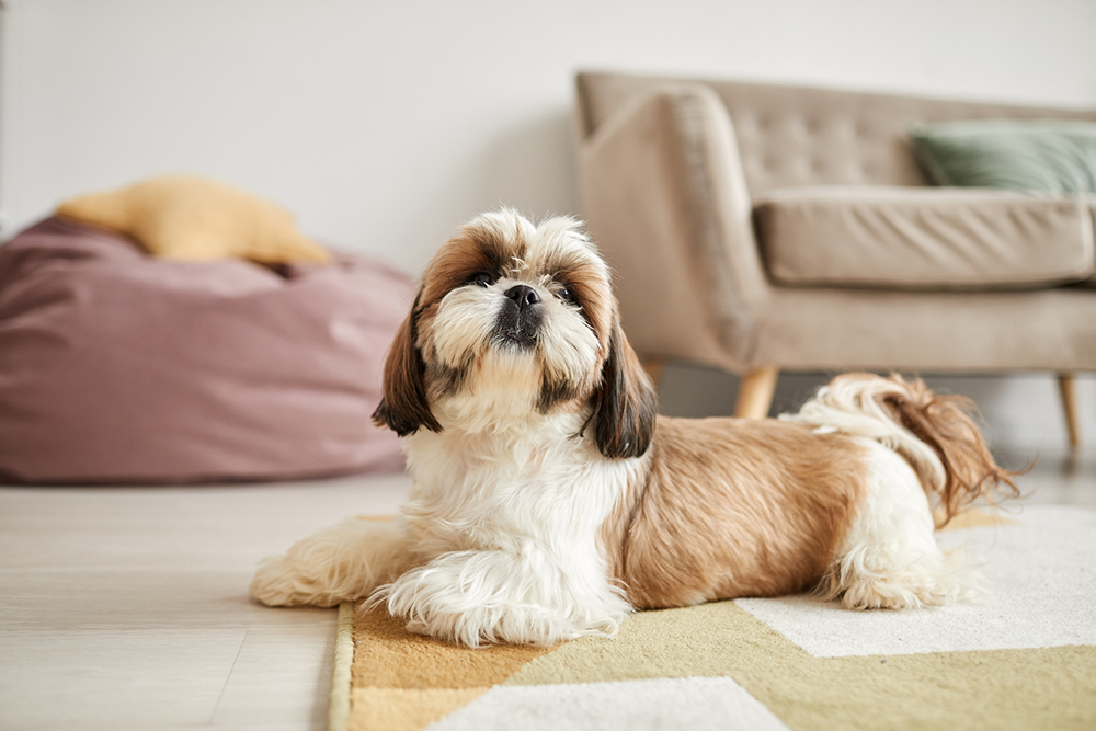 dogs in apartments in cooper city florida