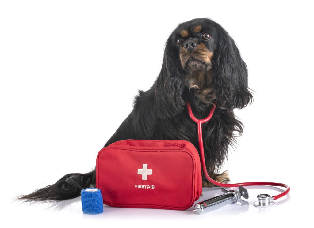 dog posing next to a first aid kit