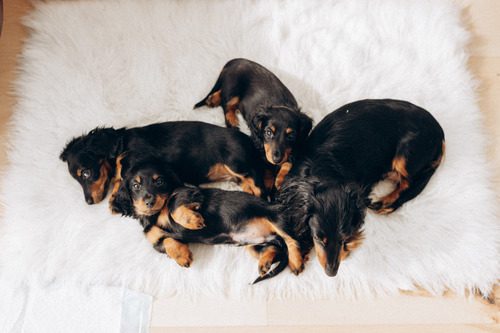 daschund-puppies-laying-with-their-mother-on-cushion