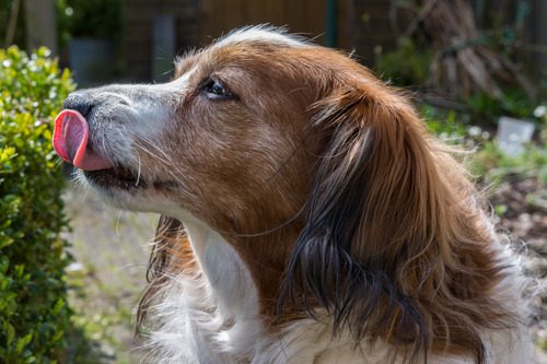 dog-licks-nose-outside-in-garden