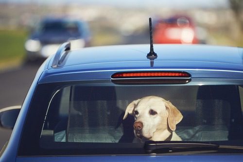 yellow-lab-sitting-in-the-rear-trunk-of-a-car