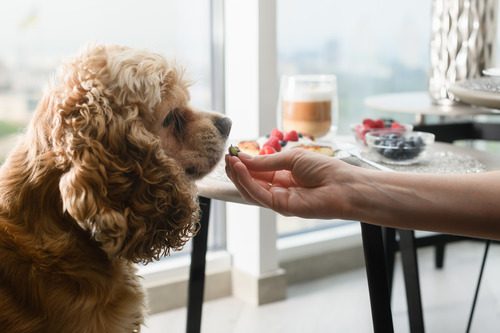 can-dogs-eat-blueberries pet owner offering blueberry to dog