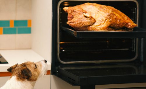 can-dogs-eat-turkey jack russell terrier dog watching turkey dinner being placed in the oven