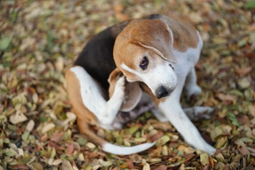 flea-and-tick-prevention-for-dogs beagle dog scratching inside of its ear while sitting on leaf covered ground outside