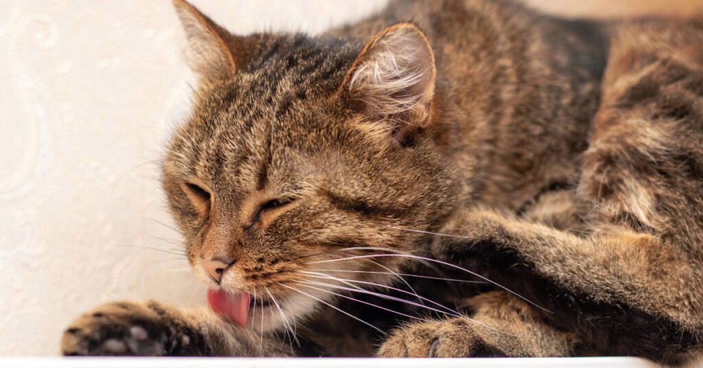 close up of cat grooming itself