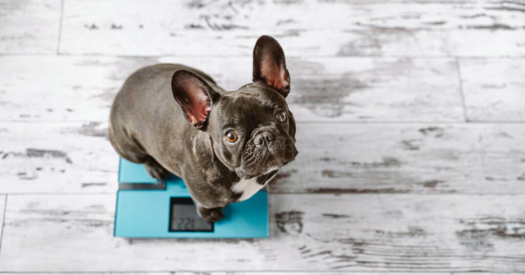 French bulldog sitting on a weight scale at home