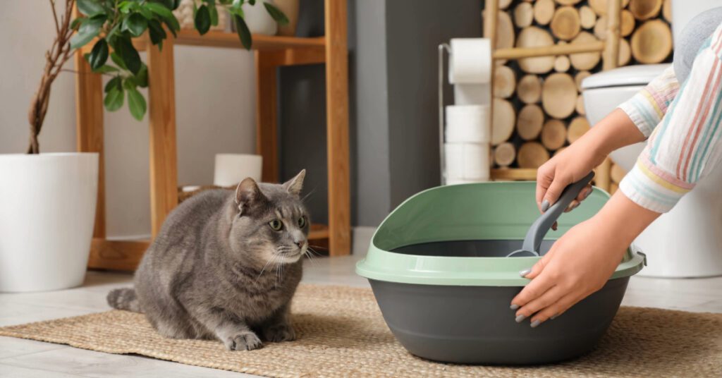 female owner cleaning cat litter box while cat lays nearby